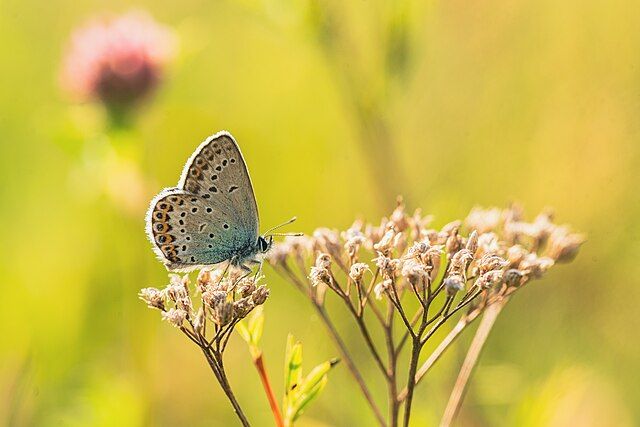 Offre de post-doctorat - Zones clés pour la biodiversité