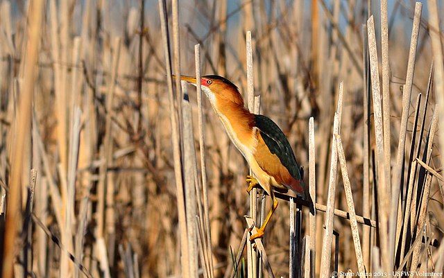 Offre de maîtrise en biodiversité